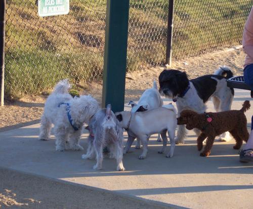 Little Sheba and the Dog Park Gang