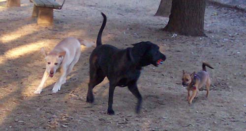 Circling the big dog Gus