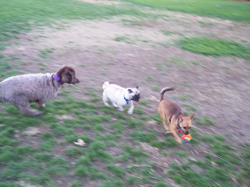Lucy being chased by Sheba and Camille