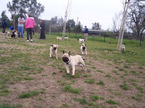 Pug Meetup Chasing