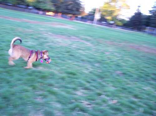 Lucy running