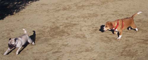 Maggie and Sheba continue the Chase