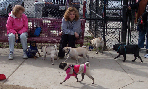 Peeps on benches as Pugs walk between Hug Piles
