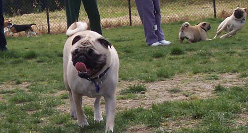 Sheba and chasing pugs