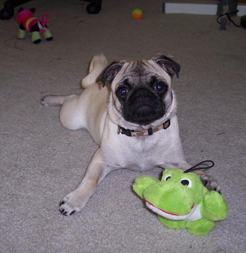 Little Sheba and Friendship Frog