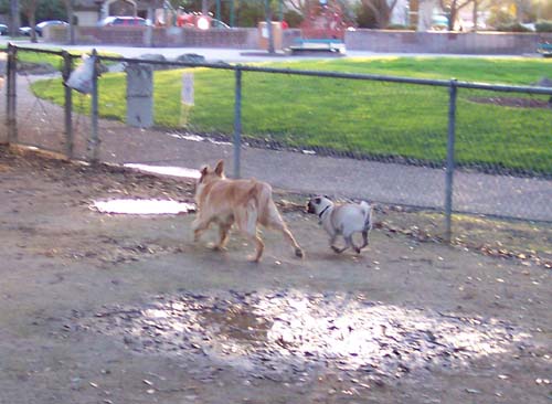Daisy and Sheba running
