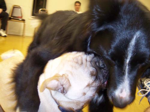 Willis hugging Sheba