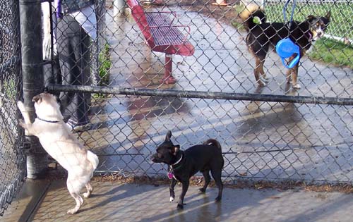 Looking at the Big Dog Park Mud