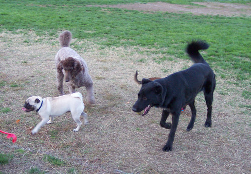 Jake, Lucy, Camille and Sheba