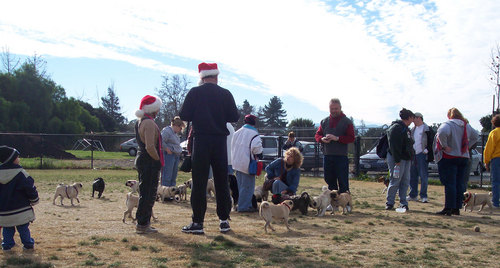 Pugs Pugs Everywhere