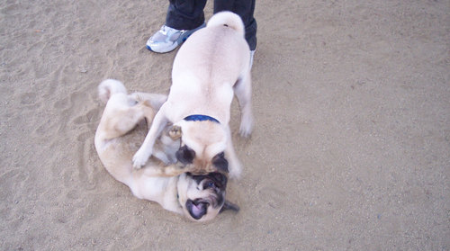 Roy and Sheba drinking water