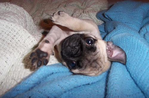 Little Sheba the blanket loving puppy!
