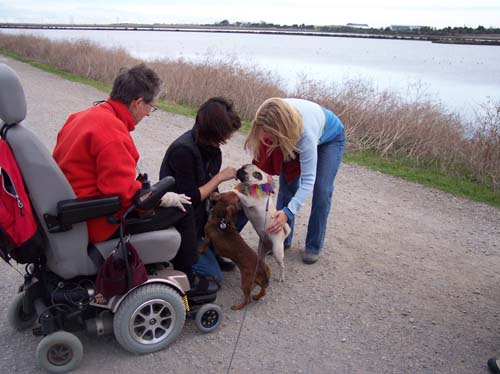 Jelly and Sheba licking Peeps