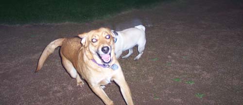 Sheba nearly catching Rusty