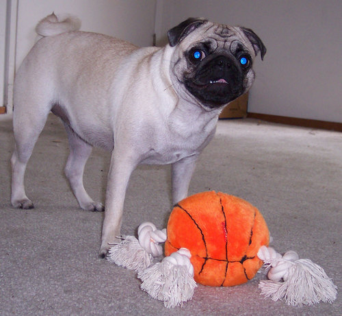 Sheba's new basketball