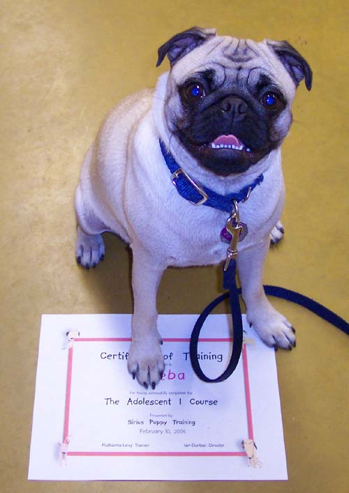 Sheba - Puppy School Graduate!