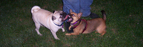 Lucy and Sheba and friend