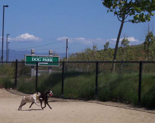 Sheba trying to strip the ball