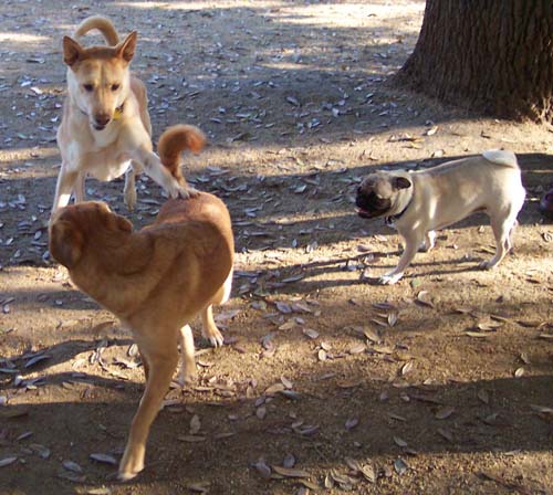 Nyla and Rusty chasing