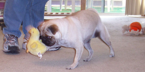 Sheba chasing the Duck