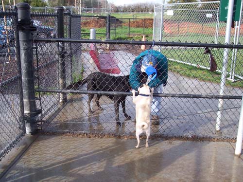 Wanting Big Dog to Join in Pug Fun