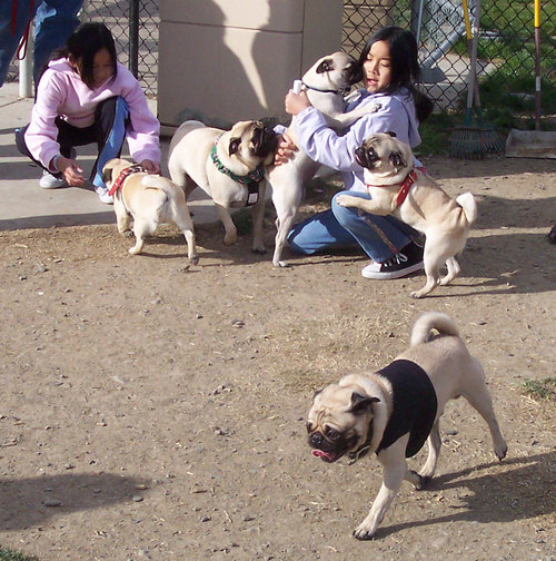 Sheba kissing a Peep