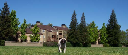Sheba coming out to the park to have fun!