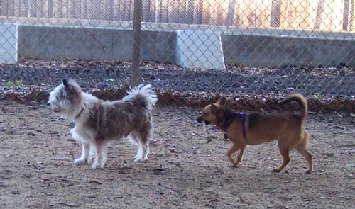 Winston and Lucy on guard duty