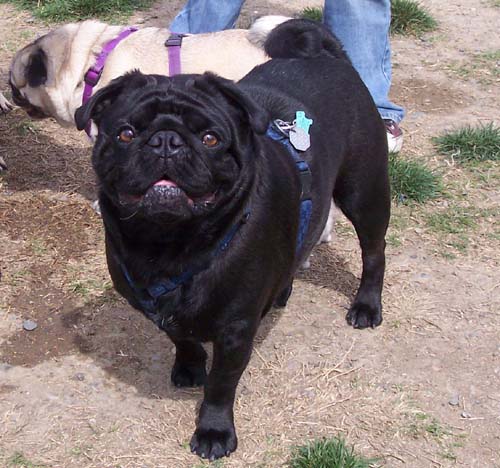 Mugs the Pug