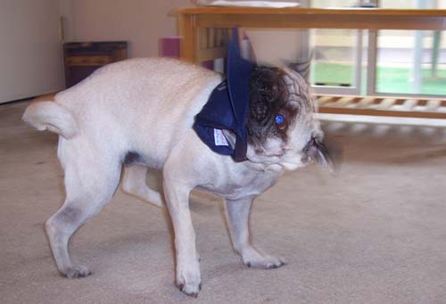 A Yankees Hat for Sheba