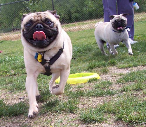 Sheba chasing a friend