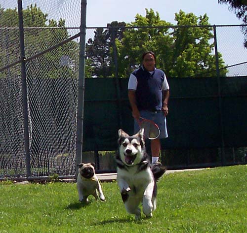 Puppy Power Chase Move