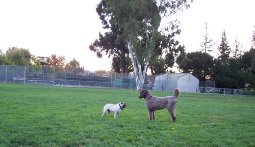 Camille and Sheba huddling