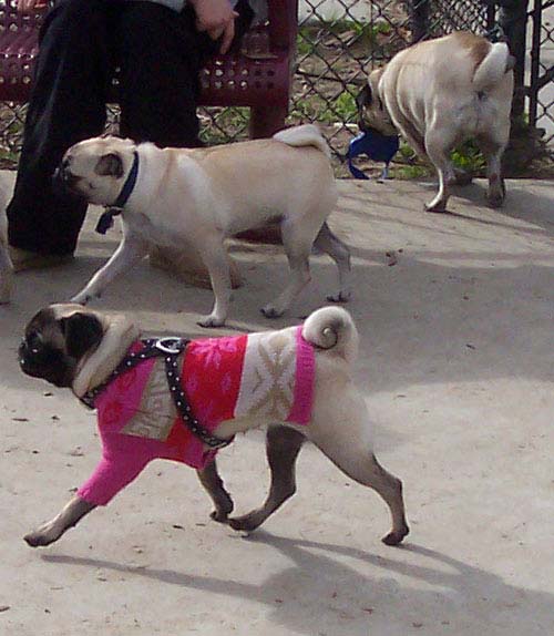 Lilo and Sheba walking