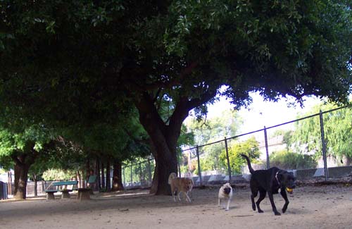 Daisy, Sheba and the Other Daisy