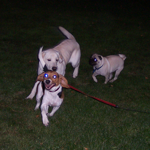 Sheba, Atlas and Toby