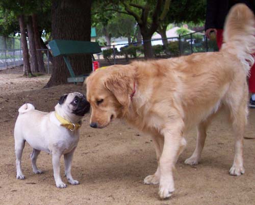Daisy and Sheba together