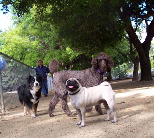 Camille, Sheba and friend
