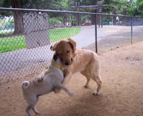 Sumo wresting with Daisy and Sheba