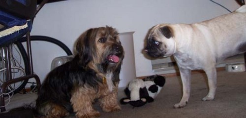 Sheba and Otis meeting for fun