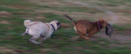 Sheba chasing Lucy Right