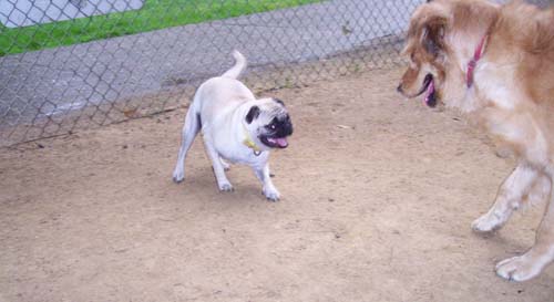 Daisy and Sheba smiling