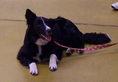 Willis - Puppy School Graduate!