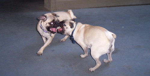 Charlotte and Sheba x 2