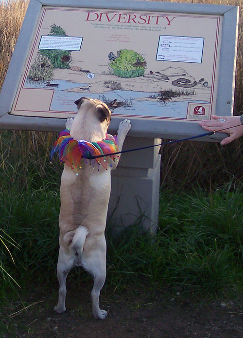 Sheba looks at a Diversity Sign