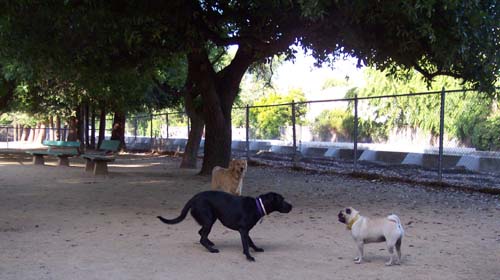 Daisy, Daisy and Sheba