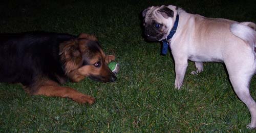 Gimley watching Sheba