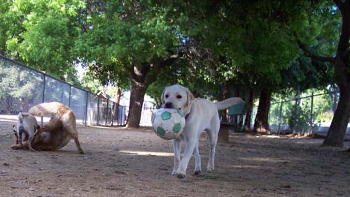 Atlas gets his Soccer ball