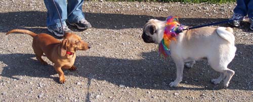  Sheba meets a little dog 