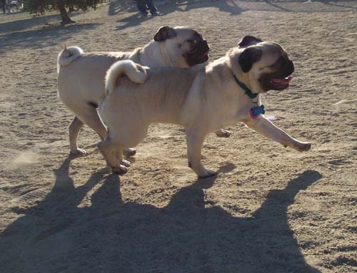 Roy and Sheba walking